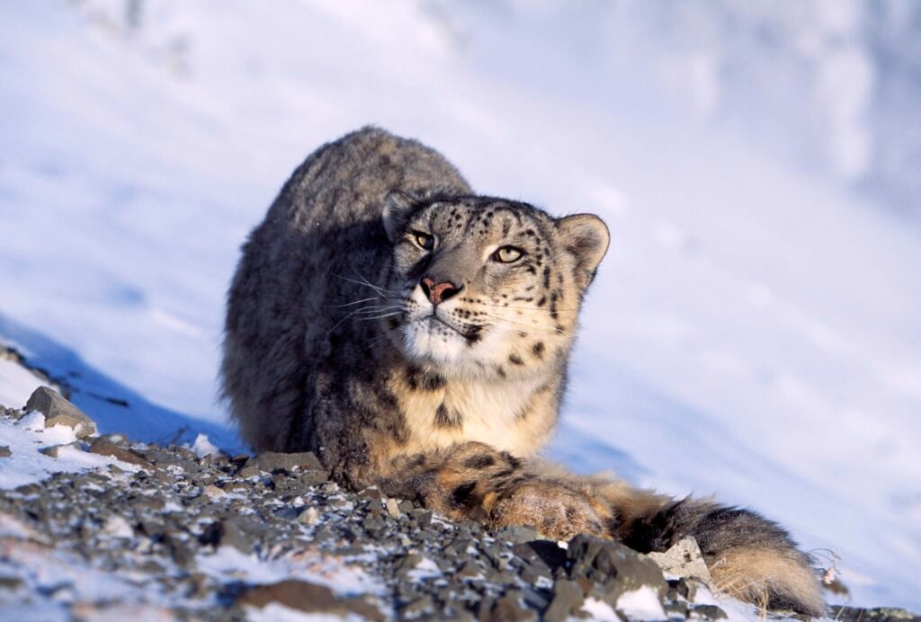 Snow Leopard