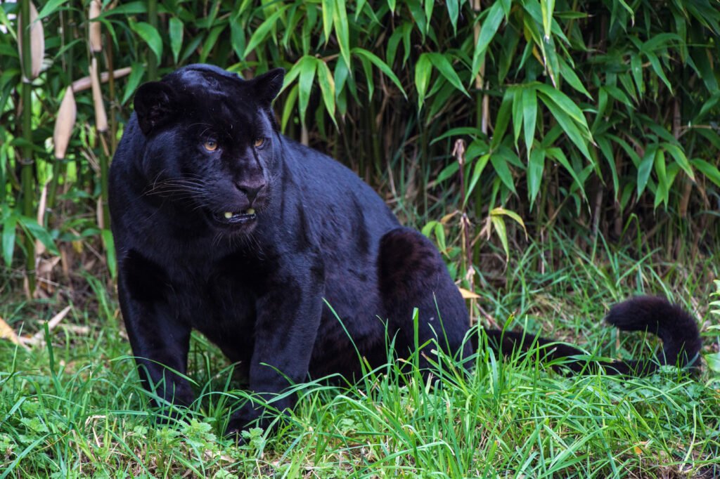 black Jaguar