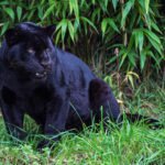 black Jaguar