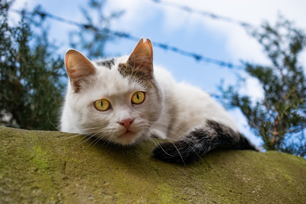 Lovely cat as domestic animal in view