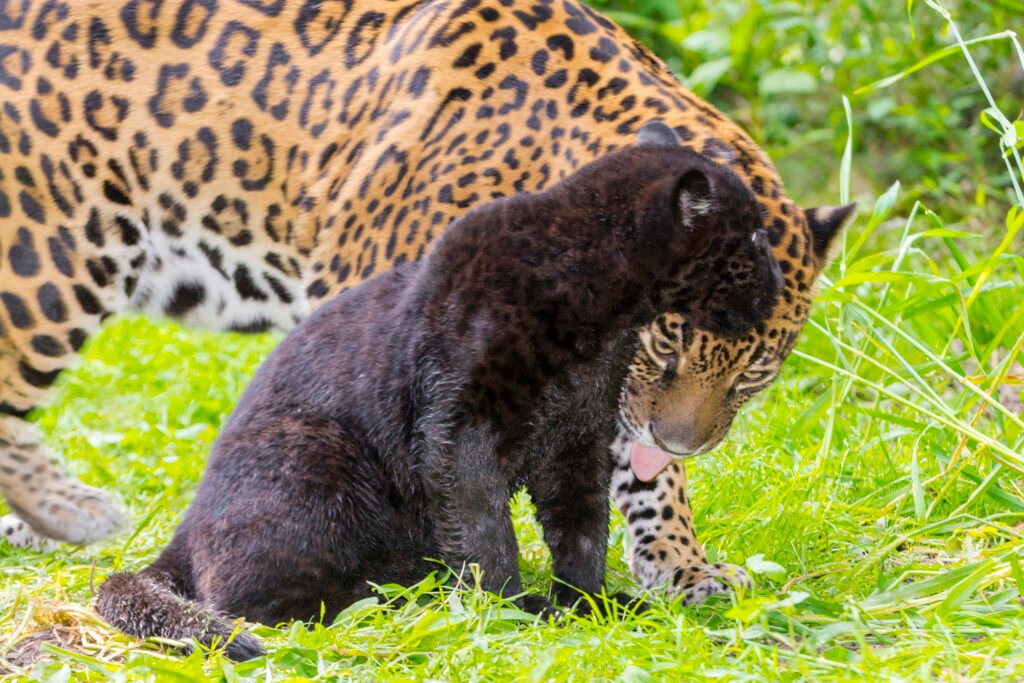 jaguars