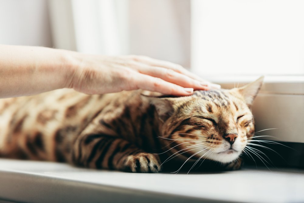 Happy Bengal cat loves being stroked by woman's hand