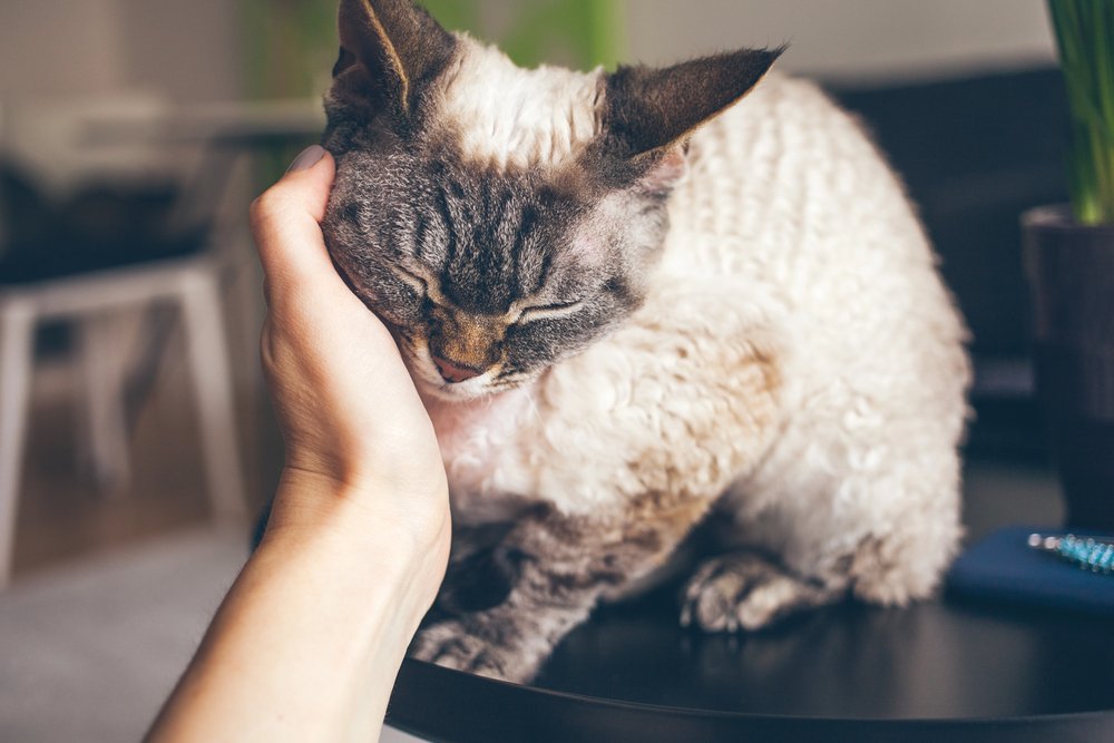 Close up of a woman hand cuddling cute