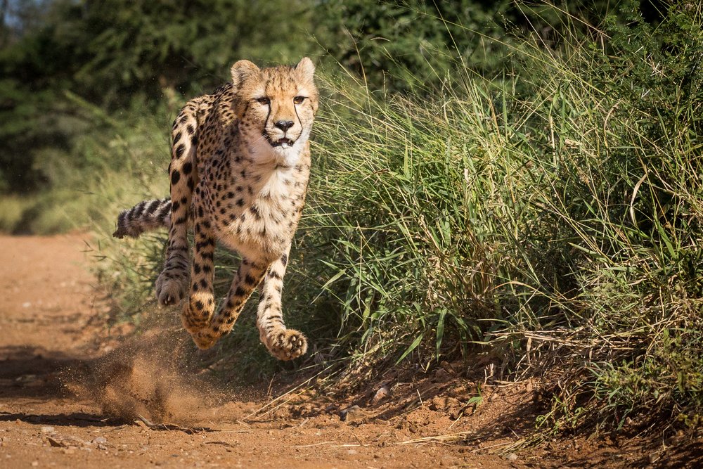 Adult female cheetah sprinting
