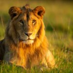 Male lion lying in early morning light