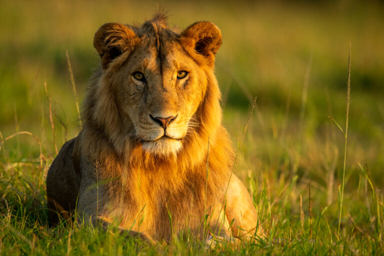 Male lion lying in early morning light
