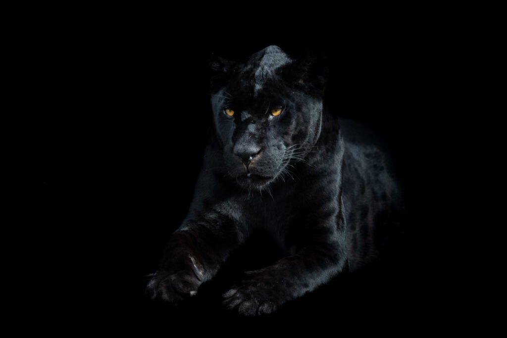 black leopard.