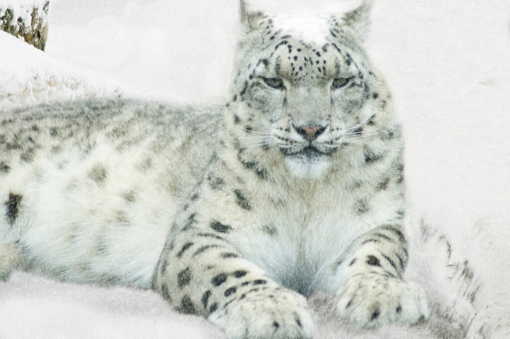 Snow Leopard in the snow.