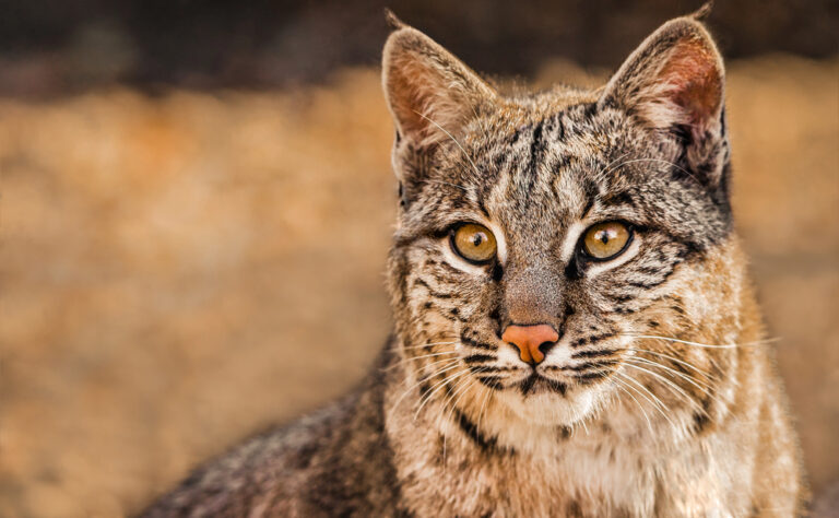 Lynx