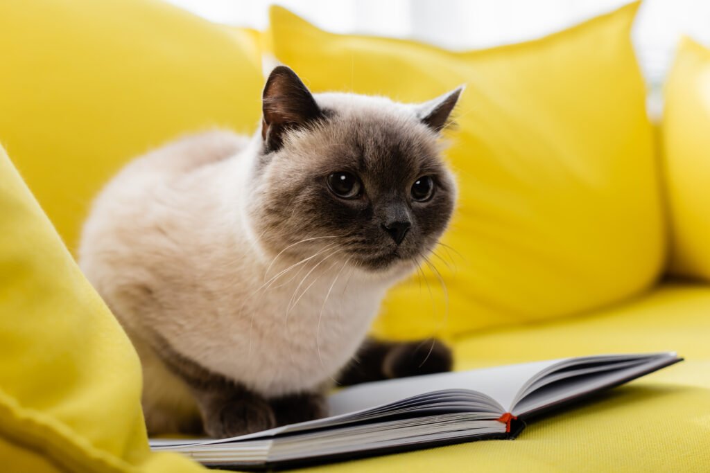 cat sitting on sofa with a book