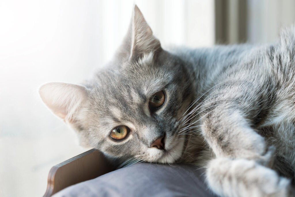 cat
