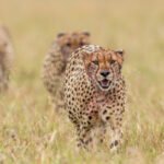 Cheetah in Masai Mara National Reserve.