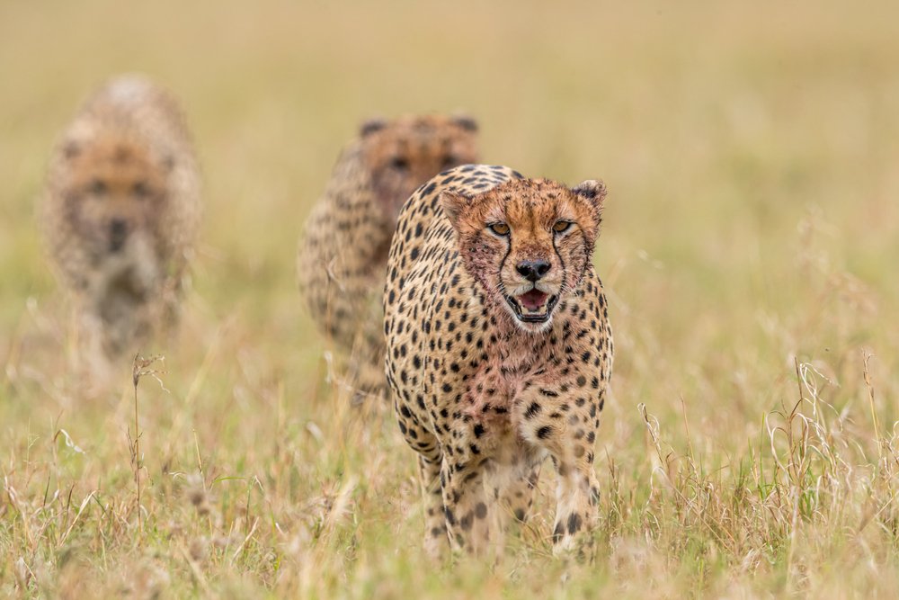 Cheetah in Masai Mara National Reserve.