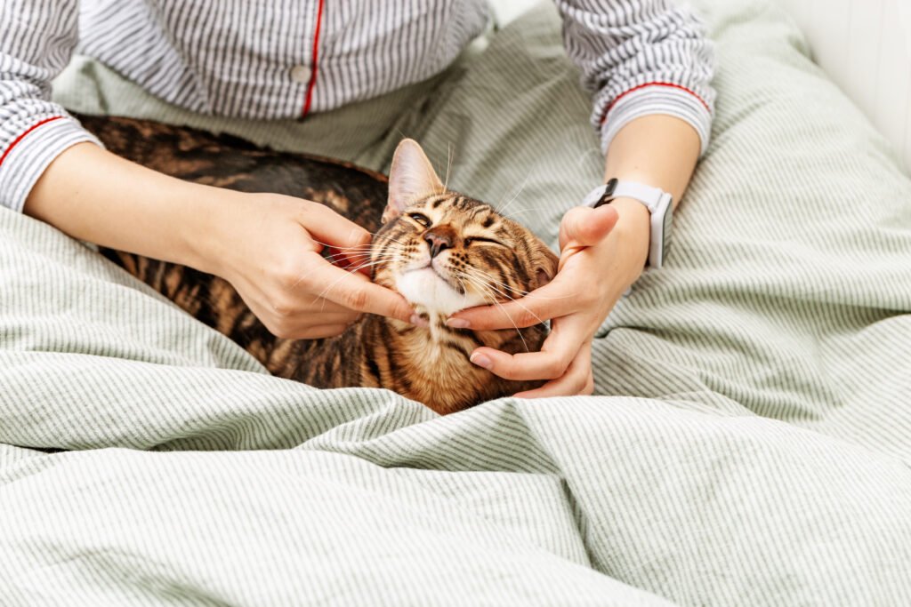 Happy cat