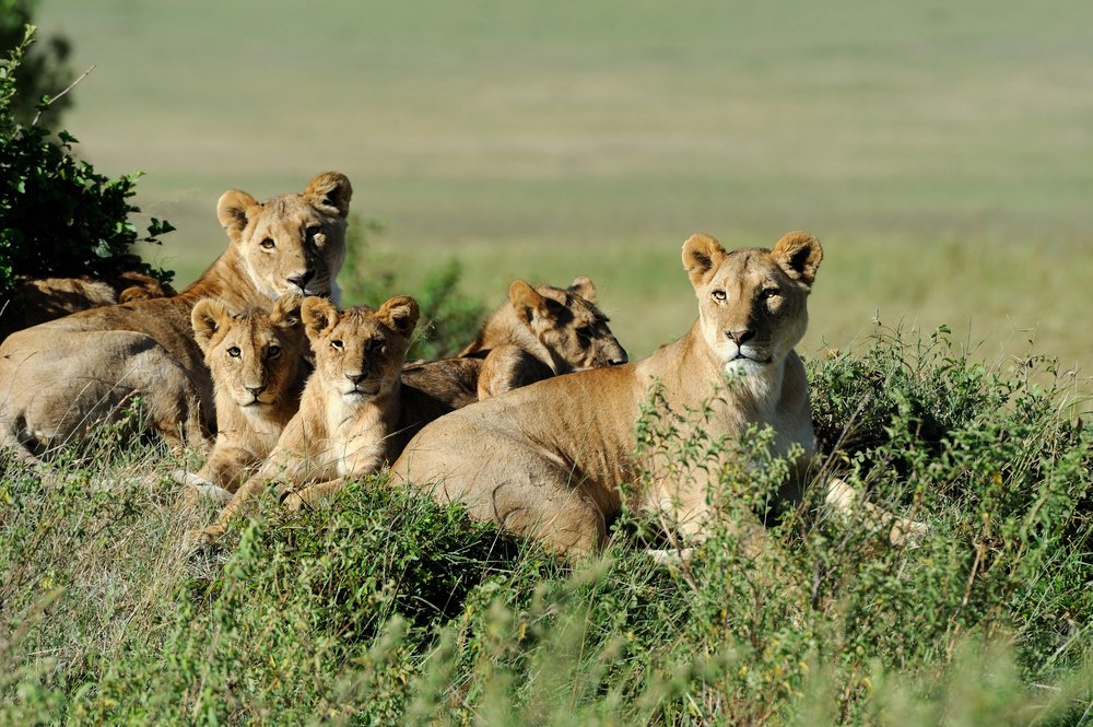 Lion family in the wild forest.