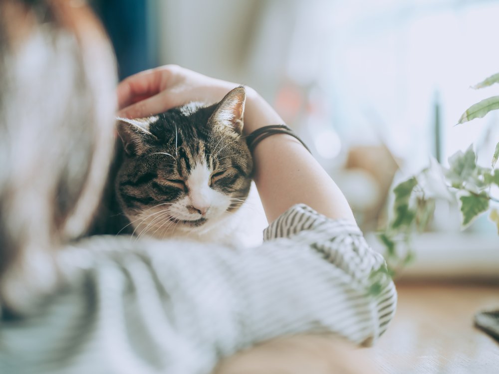 Owner touching a cat near window