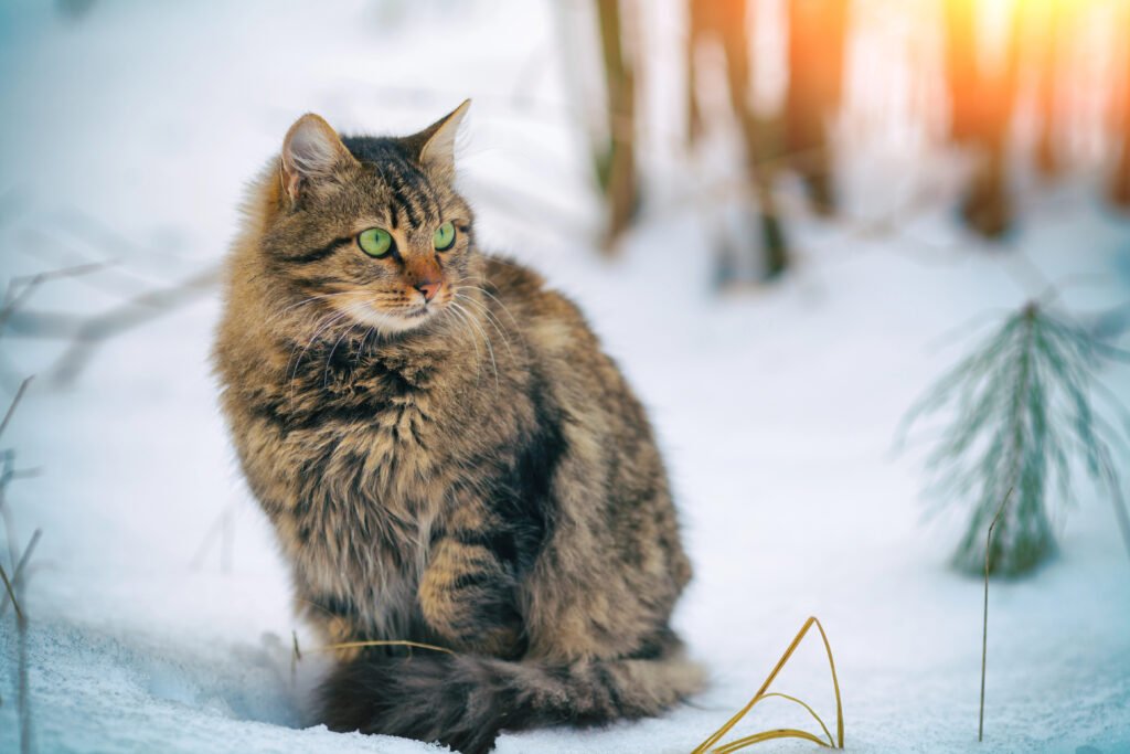 cat in the snow