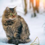cat in the snow
