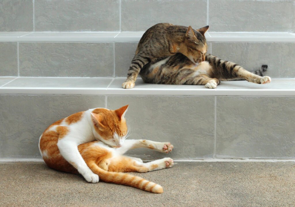 cats grooming
