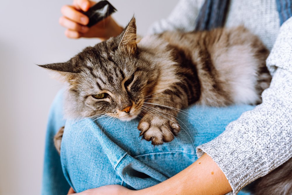Owner combs out shaggy big gray cat lying on lap