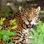 Jaguar in the wild