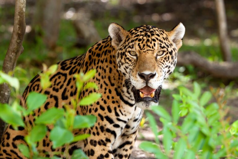 Jaguar in the wild