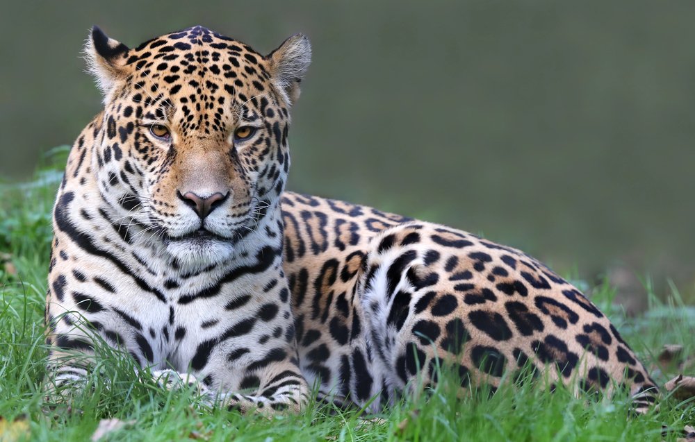 Frontal view of a Jaguar