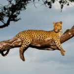 Leopard rests in a tree