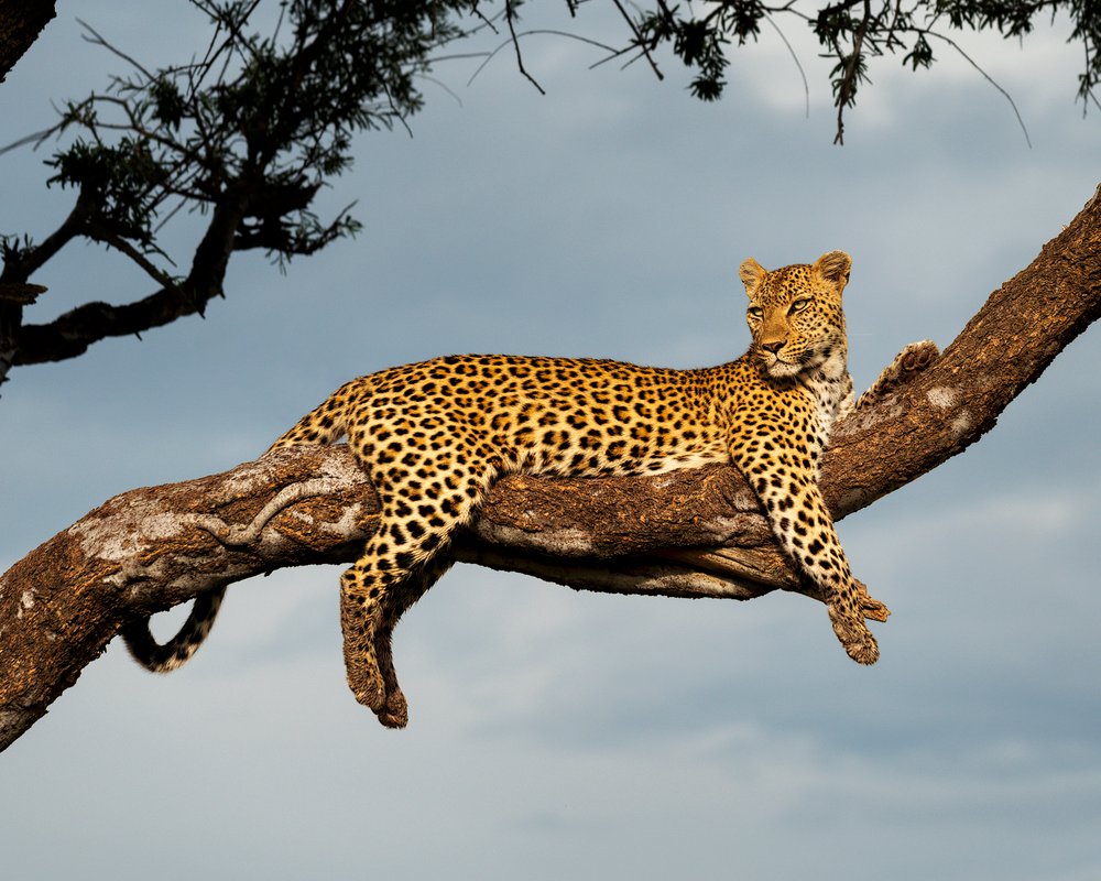 Leopard rests in a tree