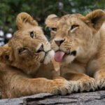 Two young lion cubs in the Savanna