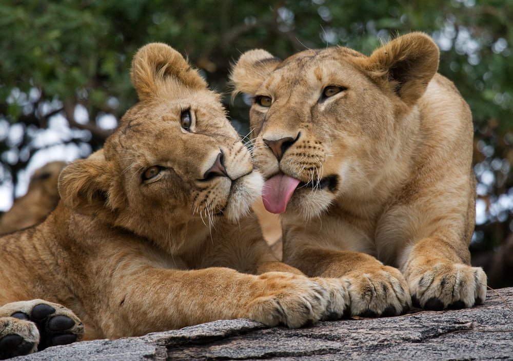 Two young lion cubs in the Savanna