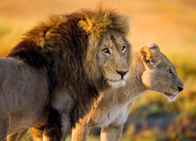 Where do the iconic big cats Live in africa?