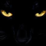black cat