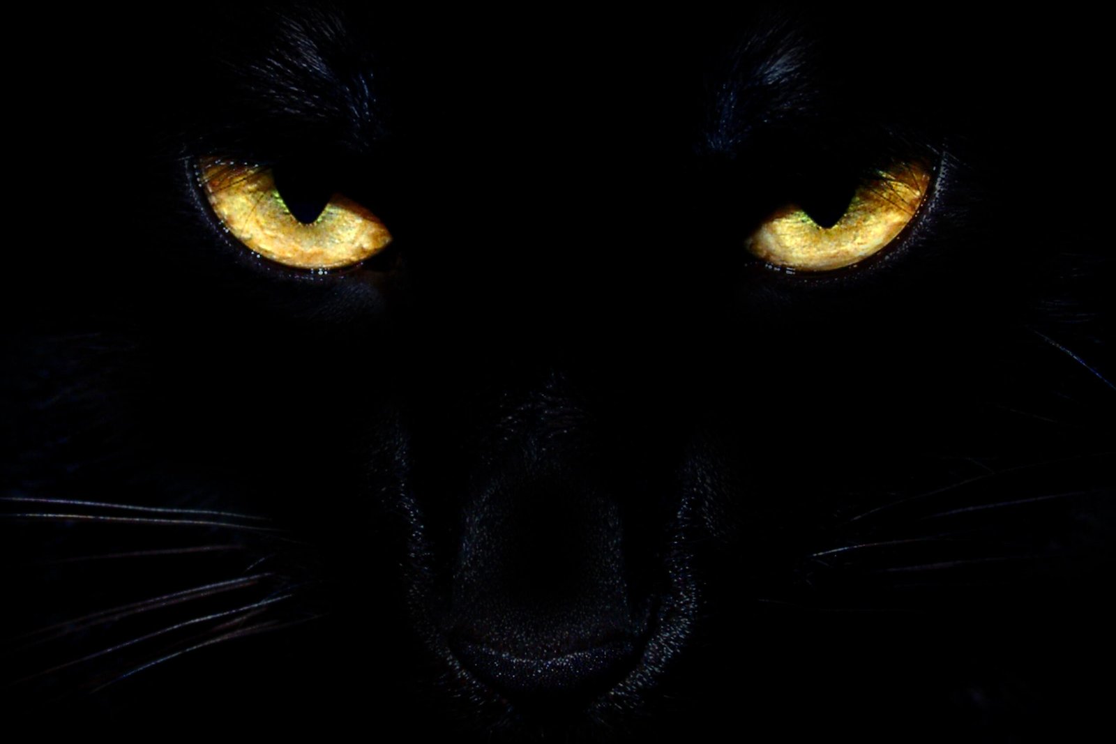 black cat