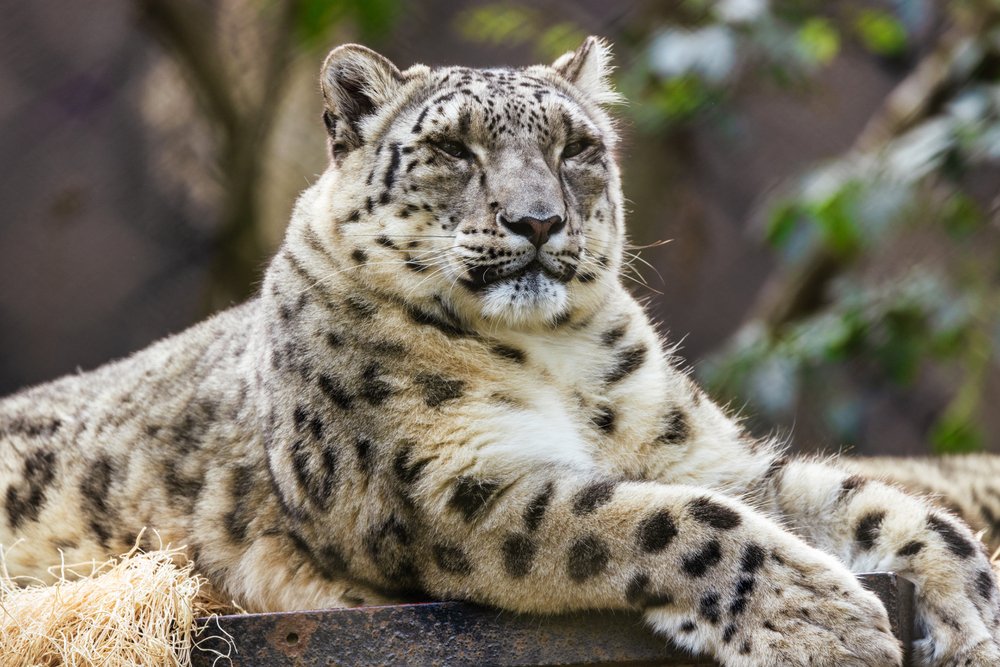 Snow leopard close-up