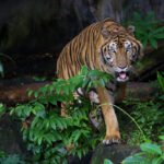 Close up Indochinese tiger is beautiful animal and dangerous