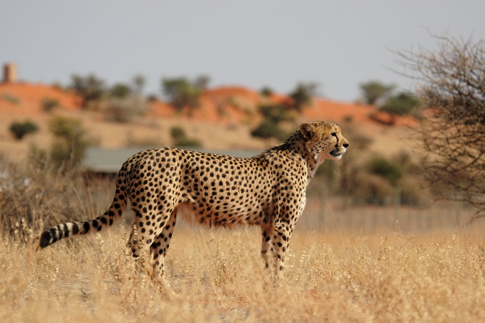 Cheetah