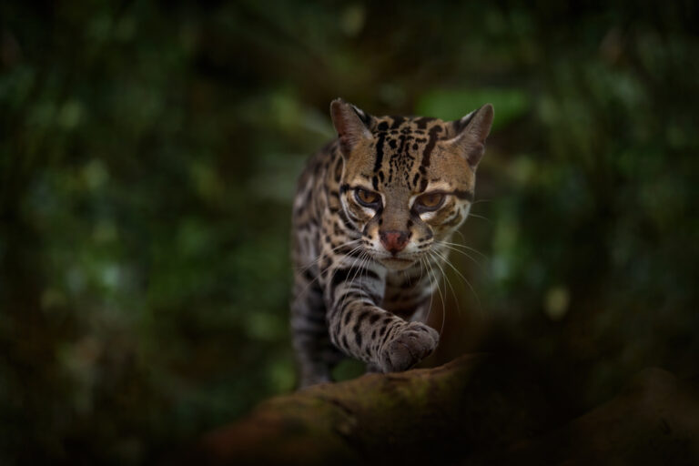 Discovering the Unique Traits of Rare Wild Cats
