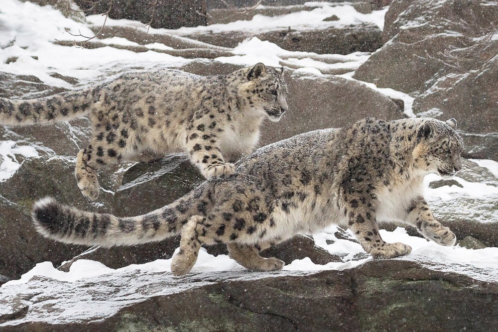 A pair of young snow leopards.