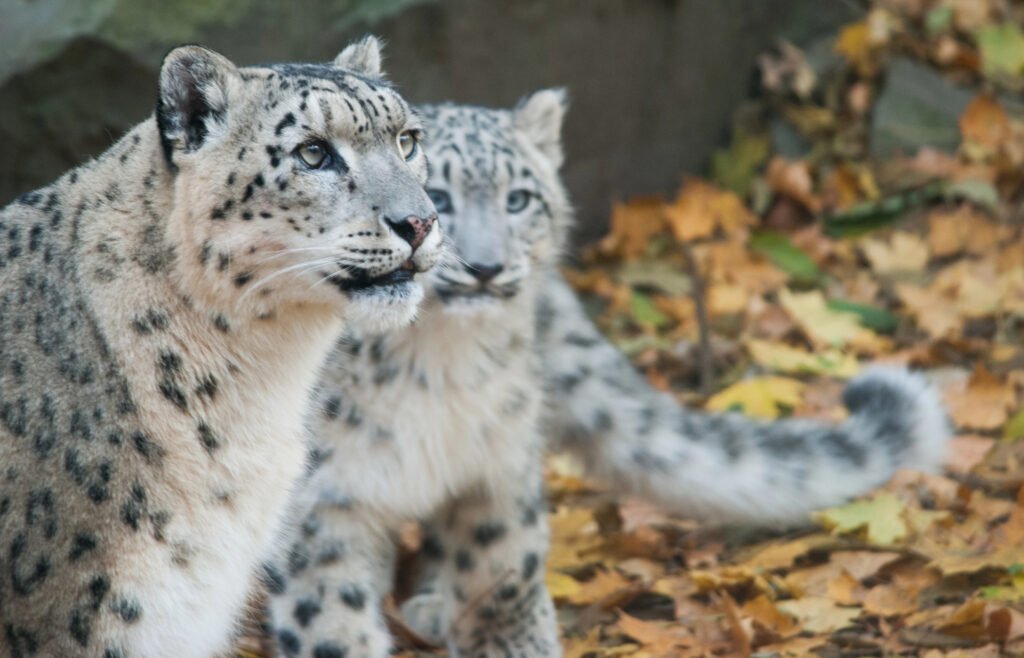 Pair of Snow Leopards.