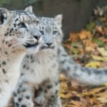 Pair of Snow Leopards.