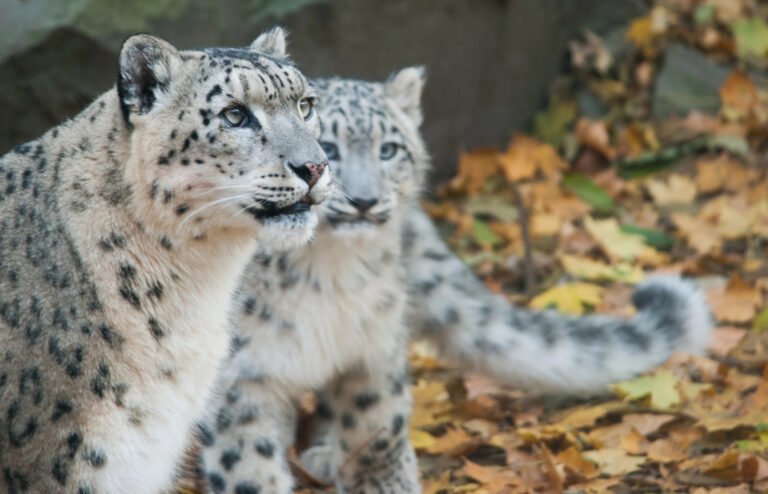 Pair of Snow Leopards.