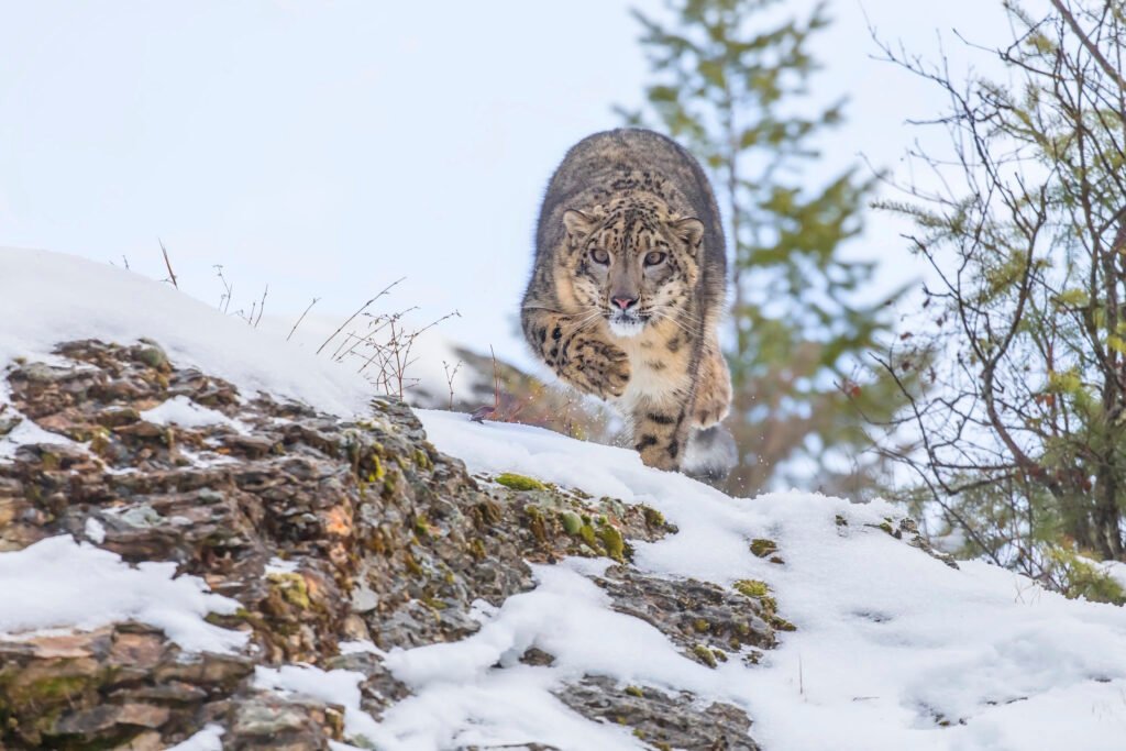 Snow Leopard