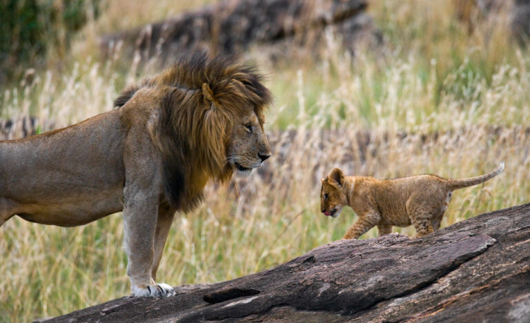 Big lion with lion cub