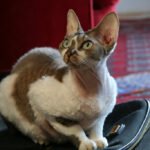 Devon Rex cat.