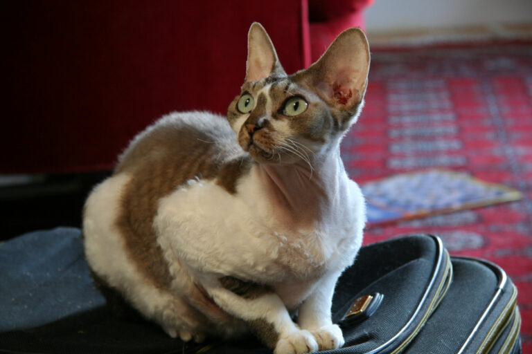 Devon Rex cat.