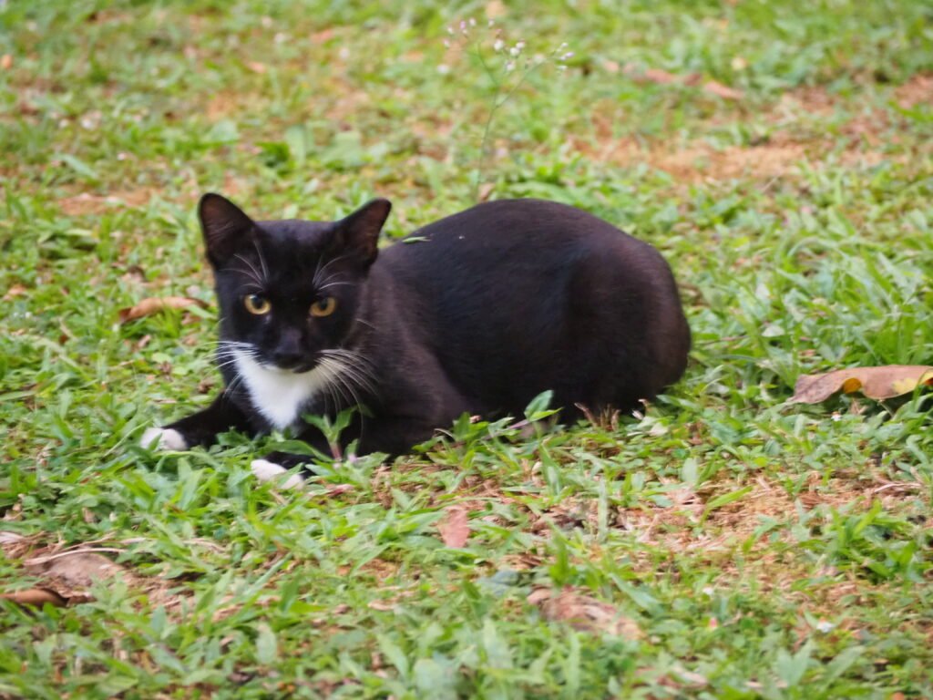 Domestic cat sitting in grass.