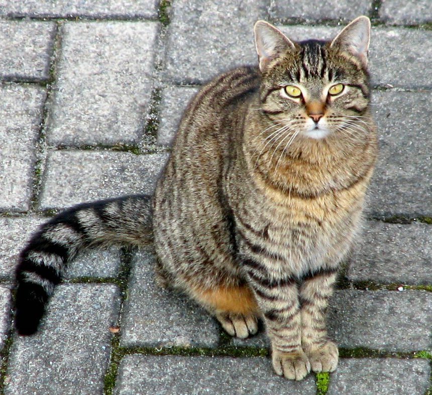 Domestic cat.