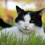 Cat sitting on the grass.