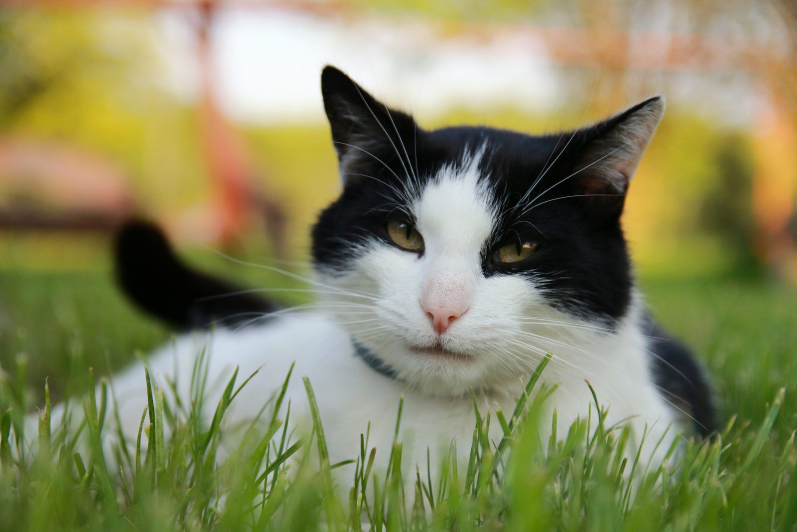 Cat sitting on the grass.